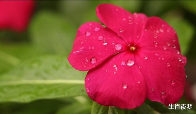 生肖@4月底，旧情人回心转意，真情难忘，3生肖为爱执着，爱情之花再开