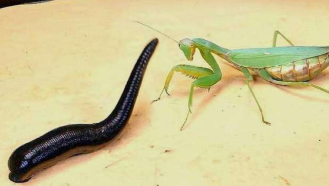 |螳螂与水蛭对决,千万不要眨眼,胜负就在一瞬间!