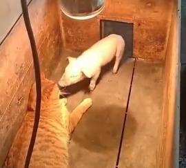 主子连猪猪的家都霸占了！