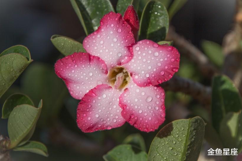 『生肖』大难已过，6月29号有财运的3生肖，有钱赚，过上好日子