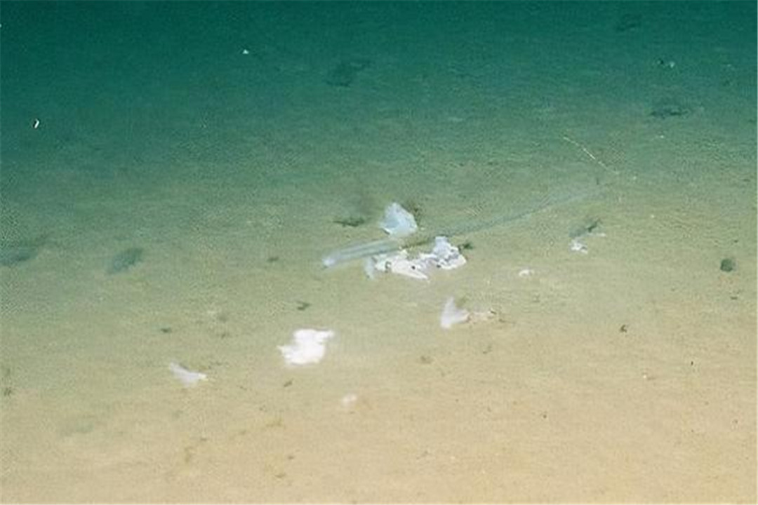 科学家|科学家曾到达海洋最深处，拍到一张照片，发现了不该出现的东西！