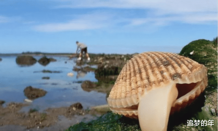 『钻石』世上具有“不死之身”的神秘之物，第三名可再生，第一名已永生