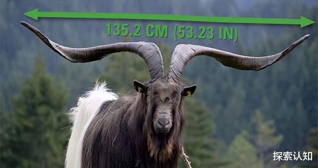哺乳动物|哺乳动物角长排行榜！3个获吉尼斯纪录，第6位来自中国西藏