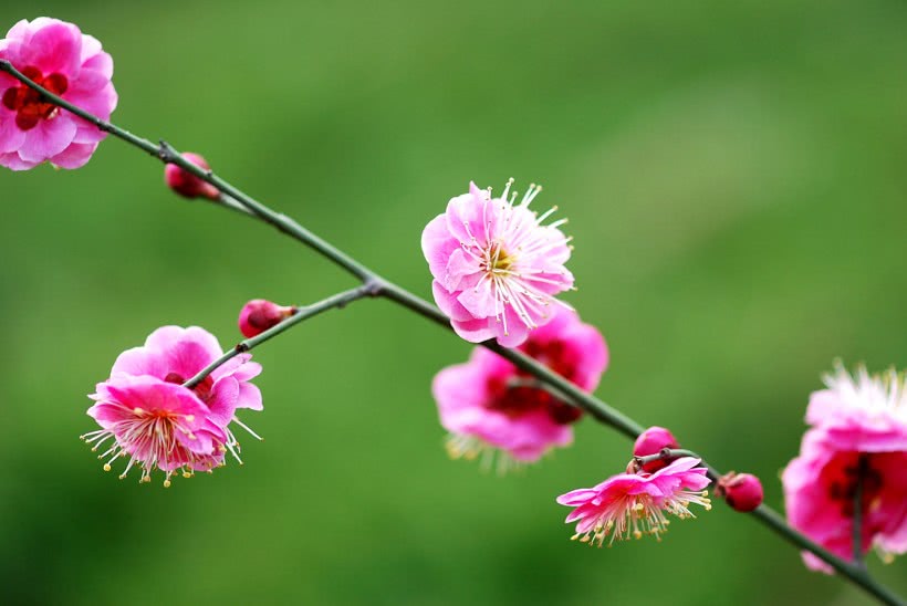 生肖▲六月中下旬,缘分和桃花真心实意,爱情出乎意外的四大生肖!