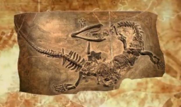 须鲸|1934年，轰动一时的营口坠龙事件，那只巨大的生物真的是它？