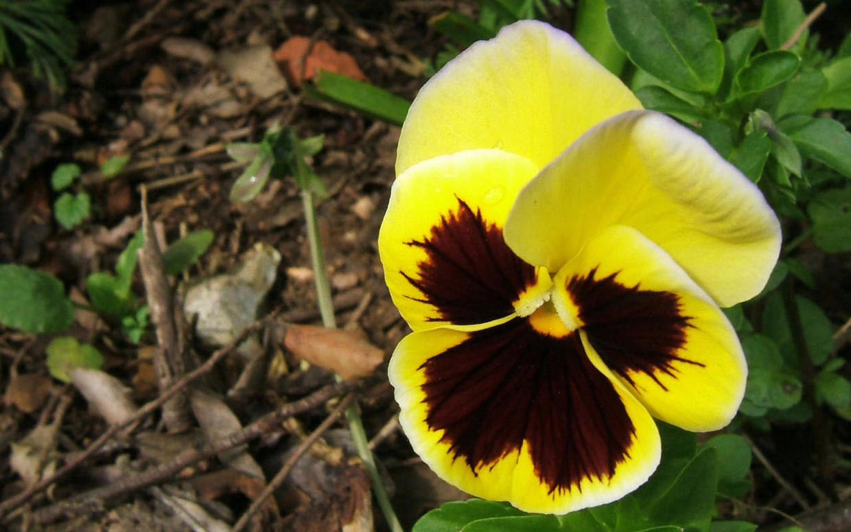 白羊座|有几个星座绝不将就，爱恨分明，不爱就分开