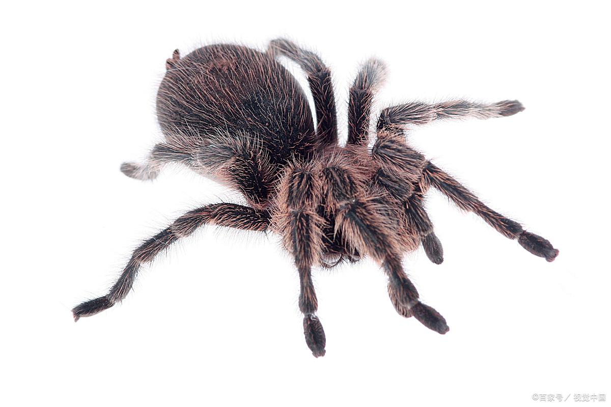 「」世界最毒蜘蛛，被咬男性会引起持续数小时“生理反应”