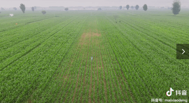 每天阅读|“河南李子柒”毕业为父变“网红”，192w粉丝坐等更新，连央视都点赞...