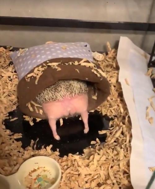 主人叫刺猬起床，无意中发现它的“粉红臀”，于是忍不住伸手一戳