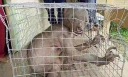 []传说中的“水猴子”究竟是什么？为何老一辈的人对此这么恐惧？