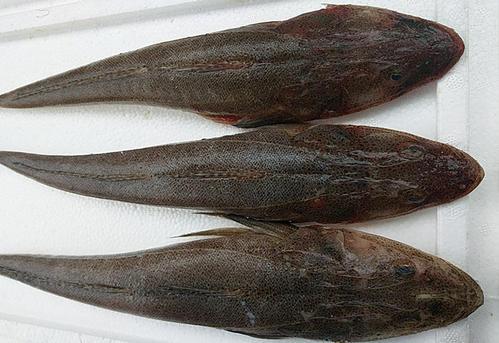 『潮汕』有种鱼在国内不值钱,只有潮汕人懂吃,到了日本它就成为高档货