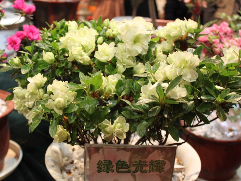 『生肖』7月上旬,遇真挚姻缘,专一不花心,迎接伴侣喜脱单的四大生肖