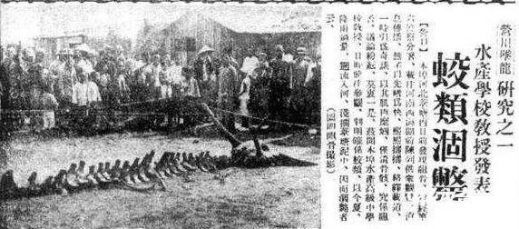 须鲸|1934年，轰动一时的营口坠龙事件，那只巨大的生物真的是它？