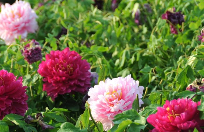 白羊座|下周,重逢故人,两眼泪汪汪,3星座不再赌气,和前任和好如初