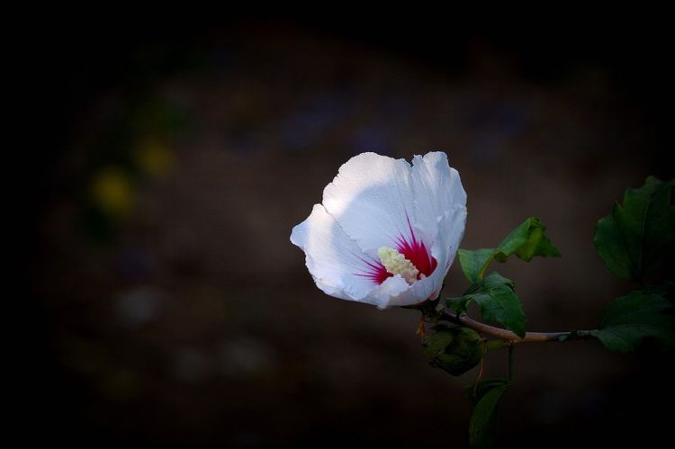 生肖|8月下旬开始，不甘心真爱溜走，主动追回旧爱，共度余生的4大生肖