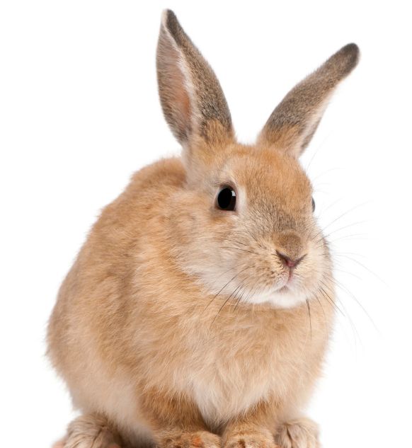 [属兔]命里无时莫强求：兔3月底去接近一个人，一年比一年有钱