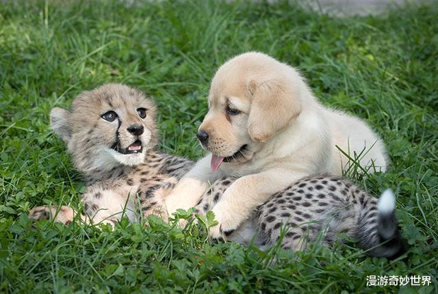 动物冷知识：螳螂的眼睛长在腰上？22则不为人知的动物冷知识，涨姿势了！