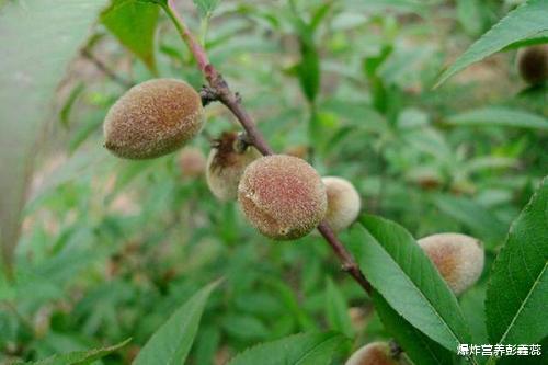 营养师|桃子被称为“天下第一果”，美容养颜、稳定血压，但有种人吃不得