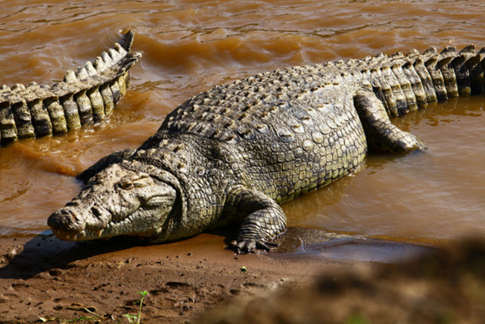 |人类的5大天敌,第3个到现在还让人害怕,碰到它们只能等死