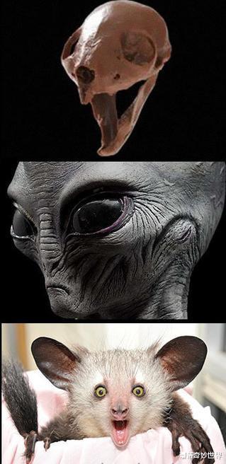 长征七号|动物的头骨和外形反差有多大？和预计的差太多了吧！