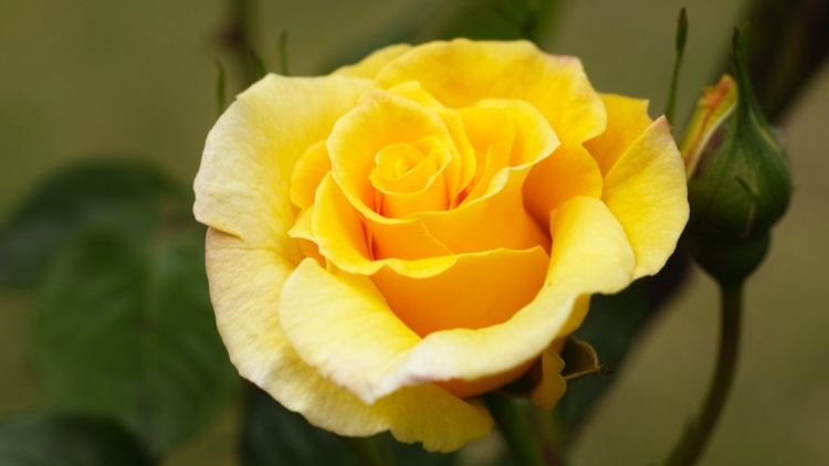 生肖|9月开始运势冲天，工作一顺百顺，和穷说再见的四大生肖