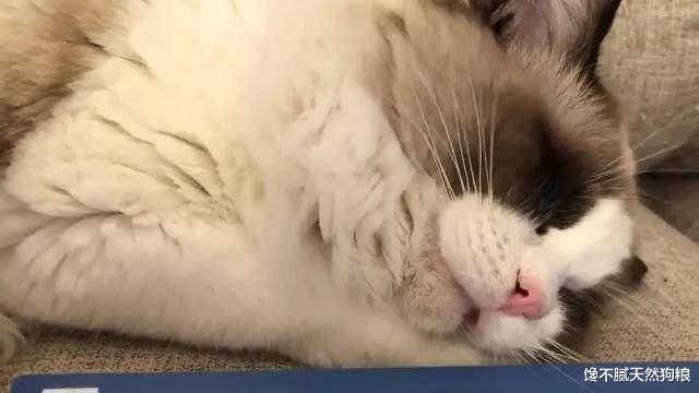 猫界仙女“布偶猫”，为何养的人少？原因有6个