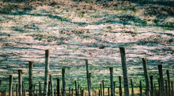 华为荣耀@铁打的CEO，流水的二把手