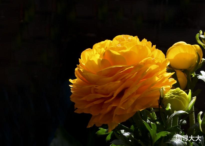 『属兔』7月份底，相思未尽，情缘未断，不肯放手，唤醒前情的4大生肖