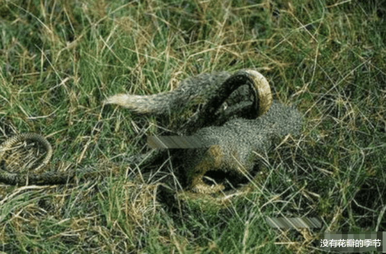 眼镜王蛇▲地球最克制蛇的动物，小巧玲珑却五脏俱全，征服眼镜王蛇只需一瞬