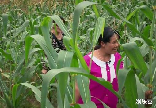 黄圣依▲黄圣依和婆婆给玉米施肥，累的满头大汗，依然在坚持当中