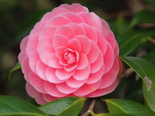 生肖|未来10天，横财天降，金玉满堂，4属相接住好运，生活充满惊喜