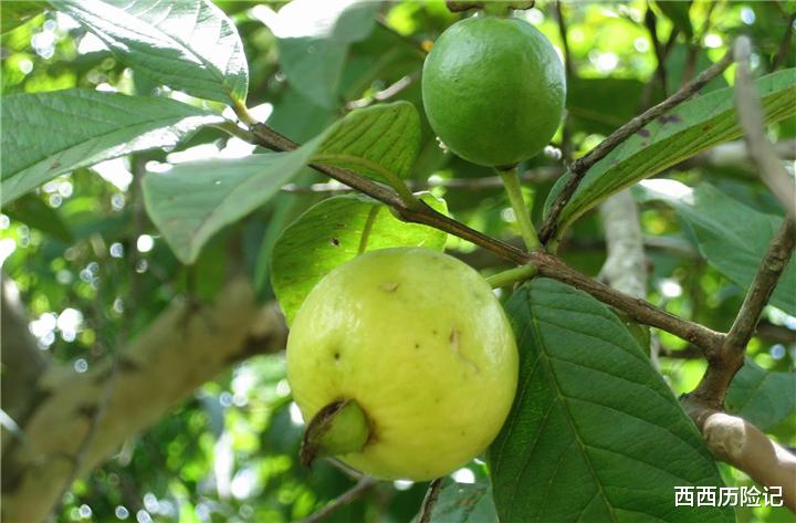 『水果』世界上最毒的植物,吃起来有点甜,手一碰就有可能致人死亡