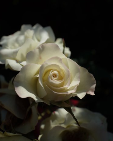 [运势]6月上旬，开始运势红火，4属相存款一路涨，好运连连，享荣华富贵