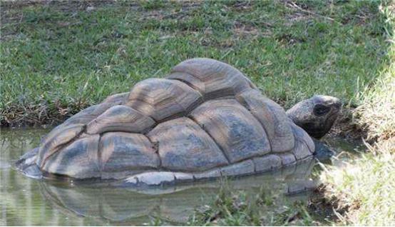 湖北|湖北传出“奇异”事件，地下冒出“千年乌龟”，专家如何解释