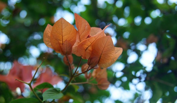 生肖|九月份起，财运随身，收入翻几倍，好运接福气，锦鲤大翻身的生肖
