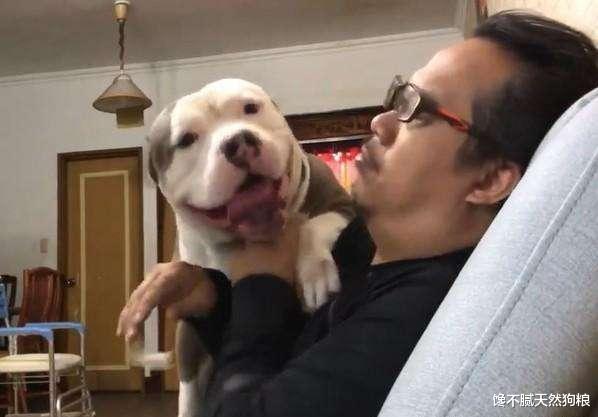 为什么狗狗喜欢舔人? 兽医给出了这7点解释，看完恍然大悟