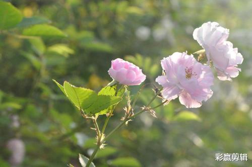 生肖|10月份桃花来临，能遇上自己的真爱，感情快速升温的四大生肖