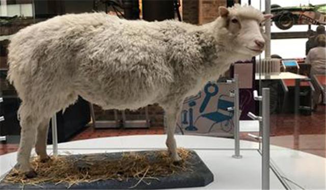 科学家|24年前就造出克隆羊,为何不克隆人?看看克隆羊的下场,多恐怖