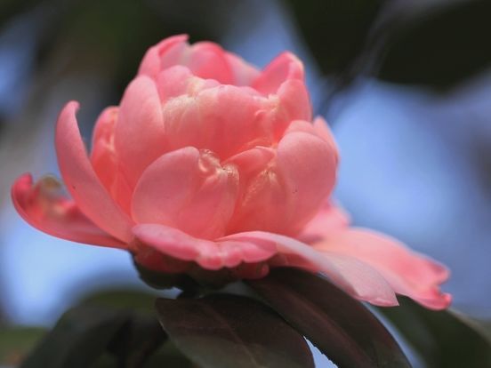 天秤座|10月中旬,4属相顺利转好运,贵人相助,万事顺利,生活更美好