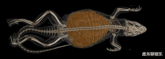 #生物学家#宿便占体重三分之一，国外发现超级便秘蜥蜴，网友：怕饿不敢拉？