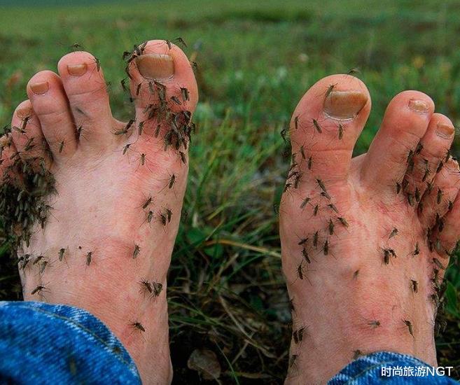 北极▲全球蚊子密度最大的地区，零下也能存活，动物们反倒遭了殃！