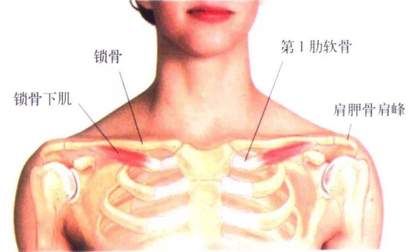 错位|锁骨一高一低，一上一下该如何调整？