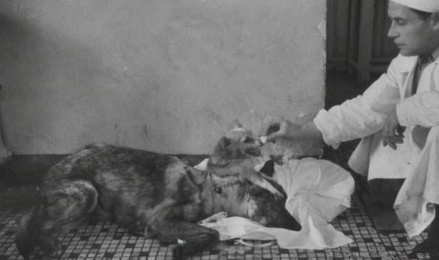 |揭秘前苏联做的狗头实验，狗头在体外循环系统维持下生存了几小时