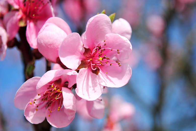 属鸡|7月下旬开门迎喜，福气满满，不缺桃花，爱情上门的3生肖！