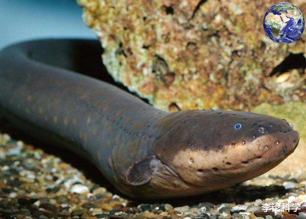 亚马逊河|亚马逊河到底有多可怕？为什么连当地人都不敢在里面游泳？