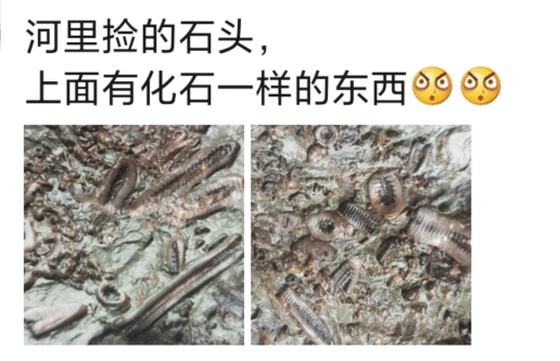 |河边捡到的一块石头，看着像极了化石，有人了解吗，要不要上交啊？
