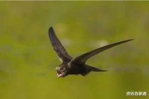 |从不落地的“无脚鸟”,连睡觉都在天上,它真的一辈子都在飞吗?