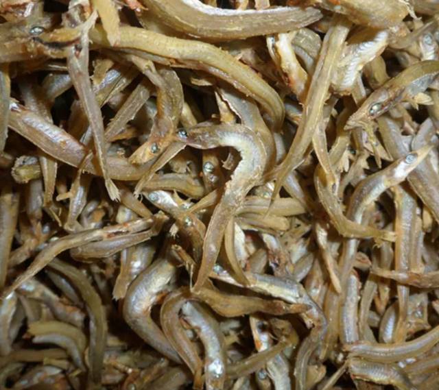 鱿鱼|开海了！这84种海鲜，你都认识吗？