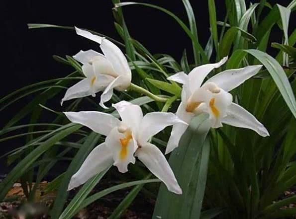 运势|10月开始，天降大喜，横财滚滚，运势达高峰的四大属相