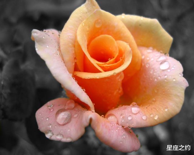 「运势」在5月上旬，余情未了，难以释怀，握手言和的三大星座